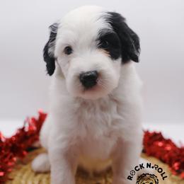 Benedict Bridgerton - Black and white male Sheepadoodle puppy in Edmond, Oklahoma from Rock N Roll Doodles