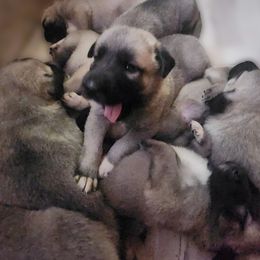 Reserved - Fawn male Kangal puppy in Anderson, California from VSH Kangal Dogs