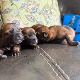 Male 4 - Mahogany male Belgian Malinois puppy in Denver, Colorado from Morales Kennels