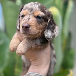 Prince Remy the dapple - Dapple male Dachshund puppy in El Cajon, California from Lisa Buxton