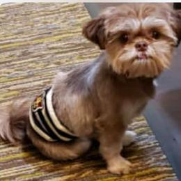 Pistachio - Shih Tzu