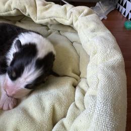 Boy 2 - Black tri-color male Australian Shepherd puppy in Rosamond, California from Fly by Nite Australian Shepherds