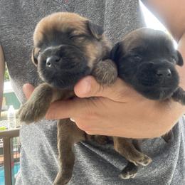 Australian Shepherd and Soft Coated Wheaten Terrier Puppies from BellSharps Australian Shepherds
