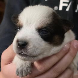 Reid - Red speckled male Australian Cattle Dog puppy in Rhoadesville, Virginia from Rosewood Farms Australian Cattle Dogs