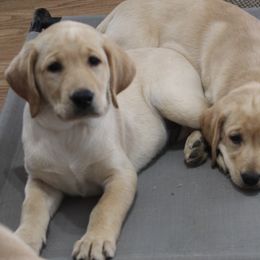 purple collar female - Yellow Labrador Retriever puppy in Hilliards, Pennsylvania from Del-Star Kennels