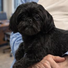 Kirby - Shih Tzu