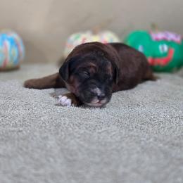 Cocoa - Sable male Goldendoodle puppy in Crawfordsville, Iowa from DoodleBlessings