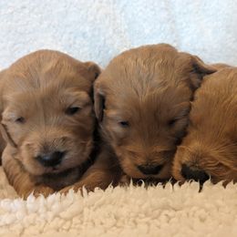 Goldendoodle and Poodle Puppies from RamblerGoldens