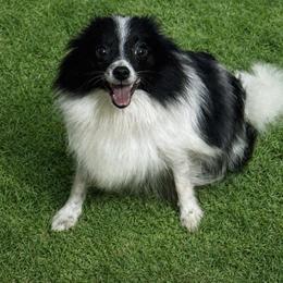 Piper - Pomeranian