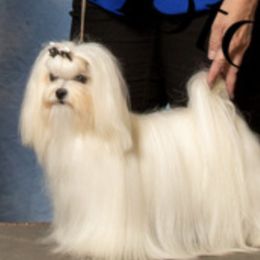 DD - Maltese