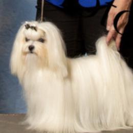 DD - Maltese