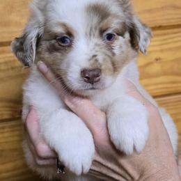 Rosie Boy 1 - Red merle male Miniature Australian Shepherd puppy in Hampton, Tennessee from TC Farms Stock Dogs - Miniature Australian Shepherds