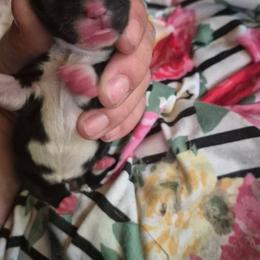Girl 1 - Black tri female Toy Australian Shepherd puppy in Humansville, Missouri from Tater Tot aussies