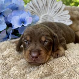 Becker AKC - Chocolate and tan male Dachshund puppy in Hendersonville, North Carolina from Snarky Doxy Miniature Dachshunds