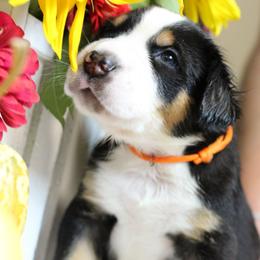 Eric: Orange Boy - Black, white and red male Greater Swiss Mountain Dog puppy in Rexburg, Idaho from Silver String Swissies