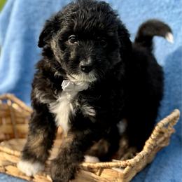 Grey collar toy - Black tri-color male Aussiedoodle puppy in 32046, Florida from River Hill Ranch