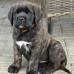 Shaboozey - Brindle male Mastiff puppy in Sioux Falls, South Dakota from Clearbrook Mastiffs