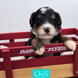 Chili - Tri-color female Bernedoodle puppy in Neillsville, Wisconsin from Granton Creek