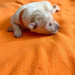 Hatch (Orange) - Light golden male Golden Retriever puppy in Jacksonville, Florida from River City Golden Retrievers