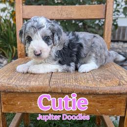 Cutie - Blue merle female Aussiedoodle puppy in Lake Bronson, Minnesota from Jupiter Doodles