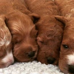 Cockapoos from Puppies for you