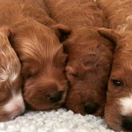 Cockapoos from Puppies for you