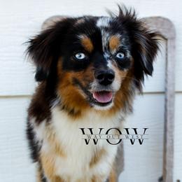 Dove - Toy Australian Shepherd
