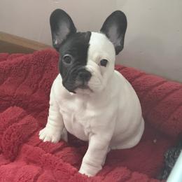 Star Spangled Banner Litter-Jubilee - Brindle and white female French Bulldog puppy in Kalispell, Montana from Grace & Grit Frenchies