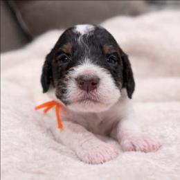 Willie - Parti male Goldendoodle puppy in Pittsburg, Texas from Grace Springs Goldendoodles