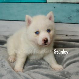 Stanley - White male Pomsky puppy in Krum, Texas from Paw-Some Pomskies