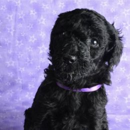 American Staffordshire Terriers and Poodles from Costiera Kennels and Training