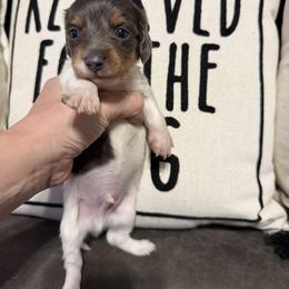 Dachshund and French Bulldog Puppies from Cowtown Tiny Tails