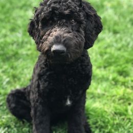 Goldendoodle Puppies from Golden Liberty Doodles