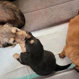 Dachshund Puppies from CLARK'S BREEDING PROGRAM