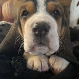 Basset Hound Puppies from Rain and Snow Bassets
