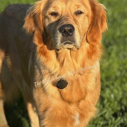 Golden Retriever puppies from The Sayler Farm