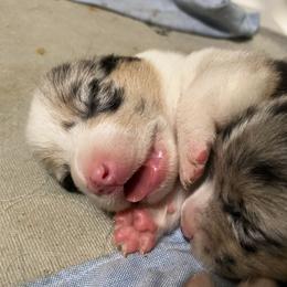 American Corgi and Pembroke Welsh Corgi Puppies from Swezey Pembroke Welsh Corgis