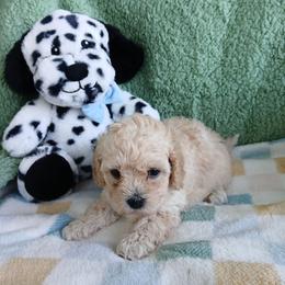 Copper - Fawn male Havapoo puppy in Blanch, North Carolina from Faithful Hearts Kennel