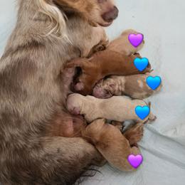Girl 1 - Fawn (Isabella) female Dachshund puppy in Vacaville, California from SchmooterBabies