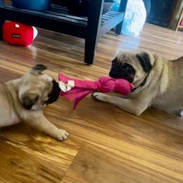 Pink - Fawn female Pug puppy in Baylis, Illinois from Cameo's Pugs