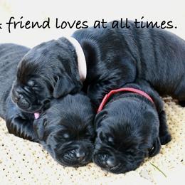 Labrador Retriever Puppies from Swatara Creek Labradors LLC