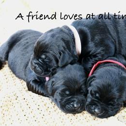 Labrador Retriever Puppies from Swatara Creek Labradors LLC