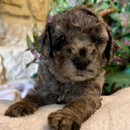 Cosmo- black boy Price 2500. - Blue merle male Aussiedoodle puppy in Midlothian, Texas from Gray Doodles