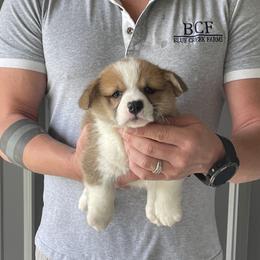 Olive - Female 2 - Red female Pembroke Welsh Corgi puppy in Jefferson, South Carolina from Blue Creek Farms