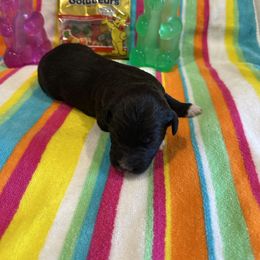 Zurich - White and black male Bordoodle puppy in Republic, Missouri from Holland Hilltop Farm