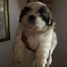 Shih Tzu Puppies from LiL ShihtZ