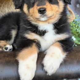 Goose-has tail-many videos - Black tri-color male Australian Shepherd puppy in Troy, South Carolina from Australian Shepherds of 3/W Farms