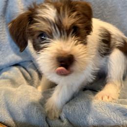 Miniature Schnauzer Puppies from PK Mini Schnauzers