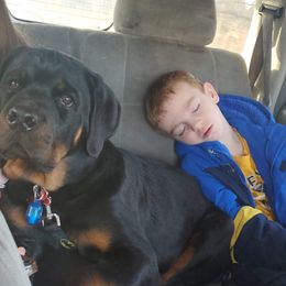Rottweiler Puppies from Rose Red Rottweilers