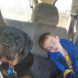 Rottweiler Puppies from Rose Red Rottweilers